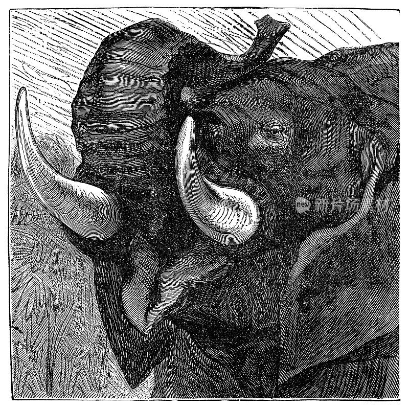 非洲象- 19世纪
